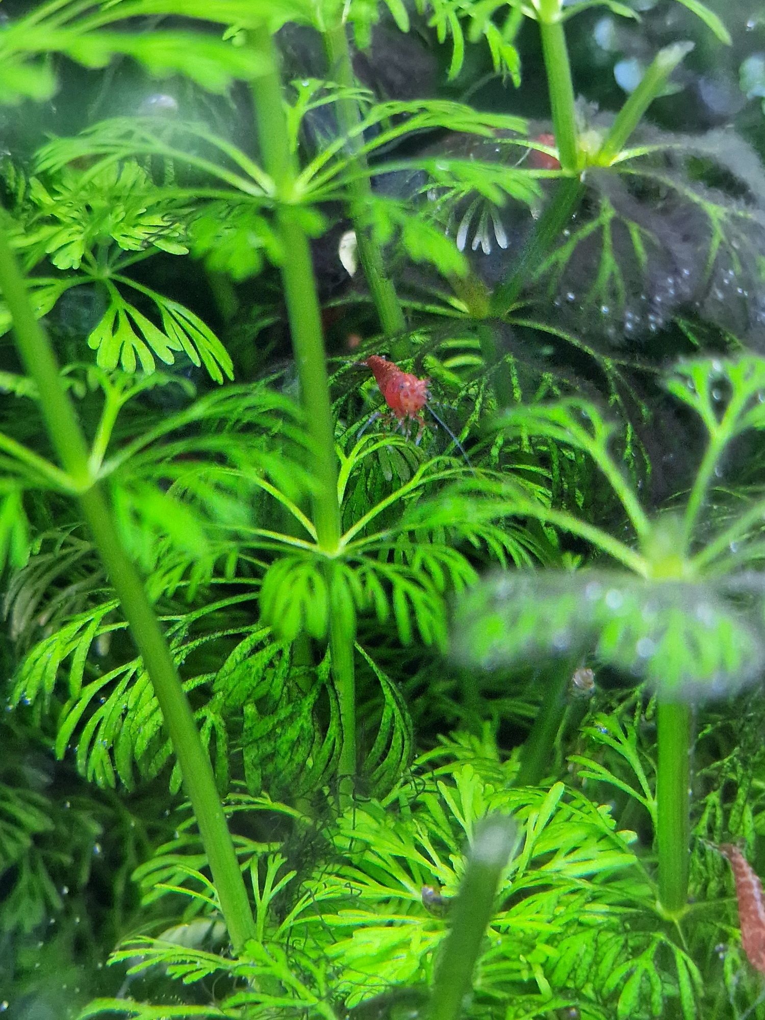 Camarões neocaridina