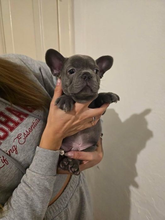 Bulldog francês Macho