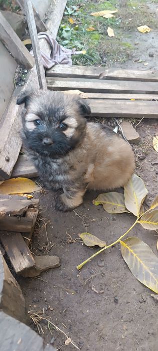 Щенки маленькие  девочка и мальчик