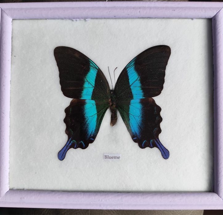 Motyl w ramce Papilio Blumei
