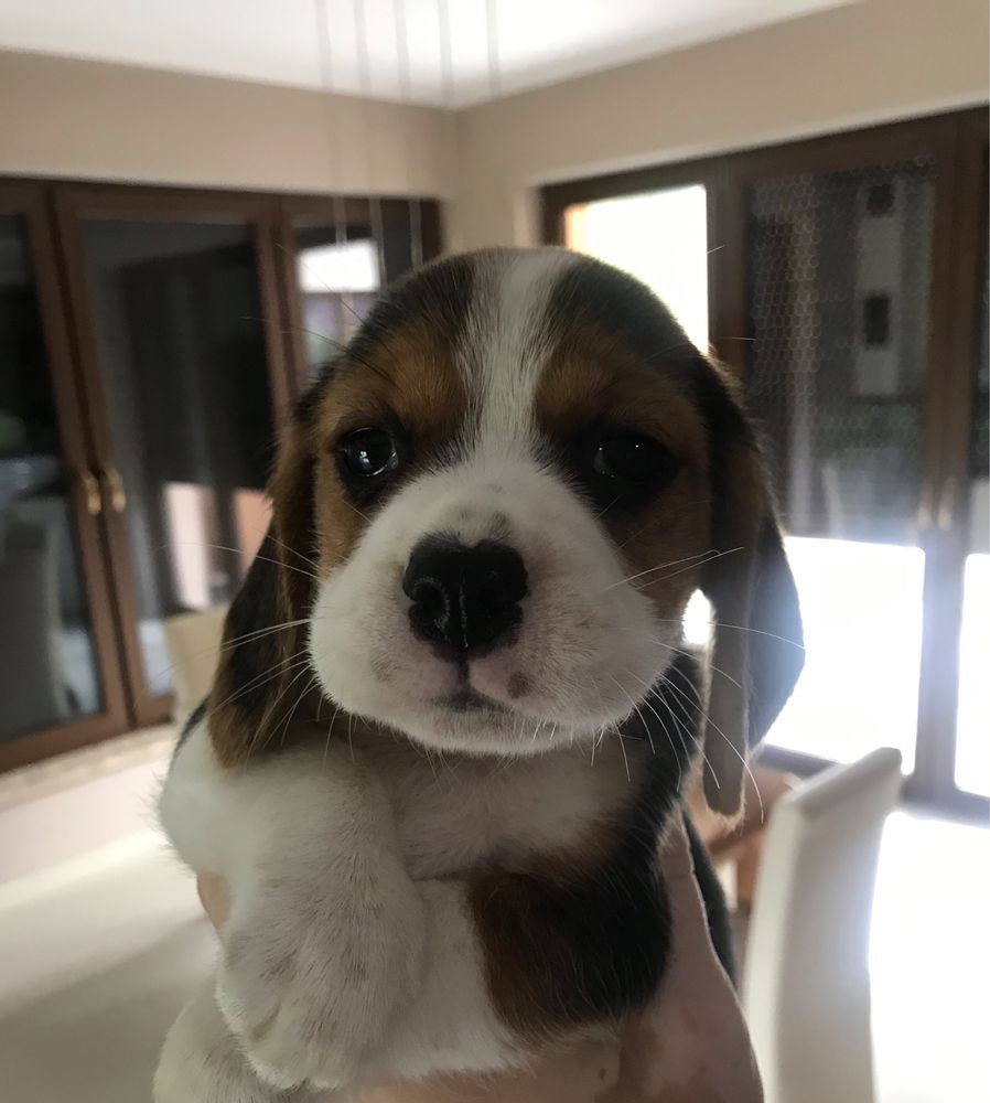 Beagle tricolor suczka, piesek! Paszport, rodowód.