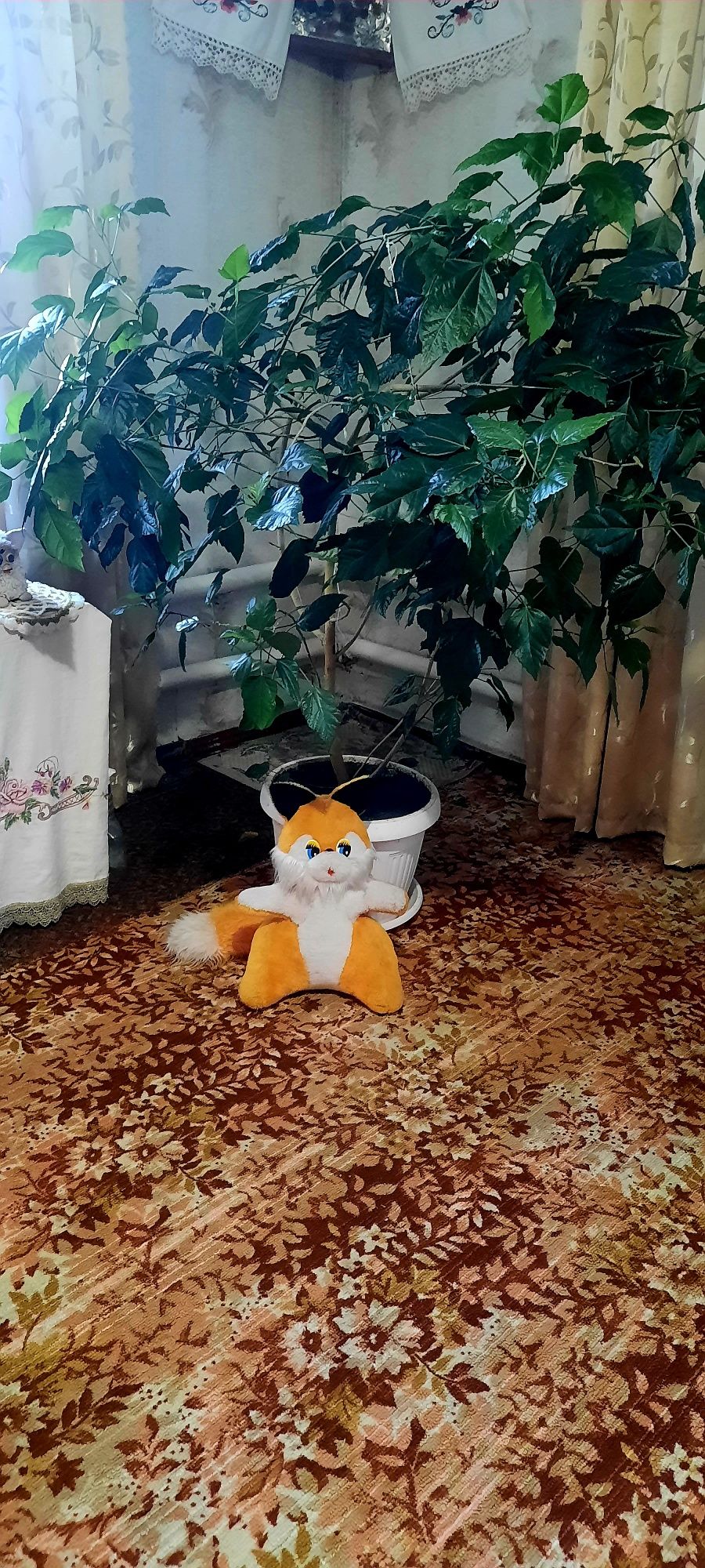Китайська роза велика