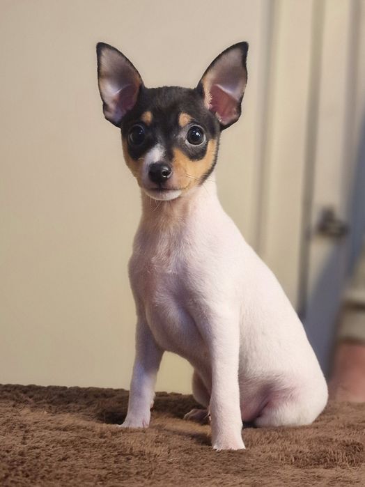 Цуценя. Американський той-фокстер'єр