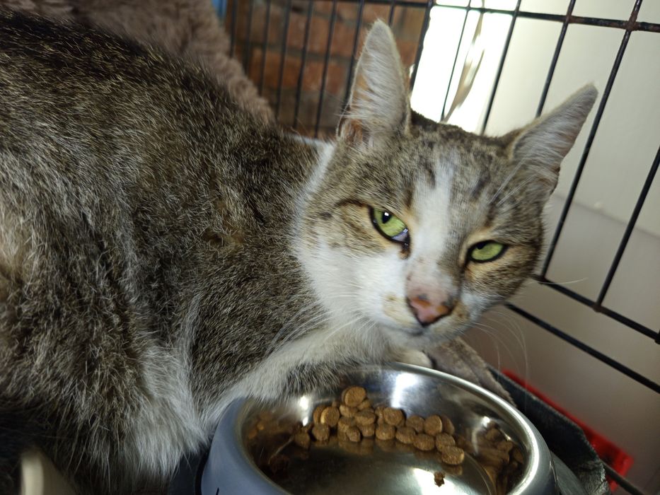 Spokojna Zucca szuka domu