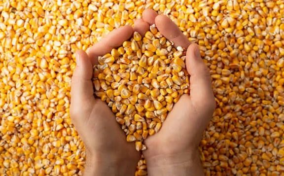 Sprzedam kukurydzę mokrą