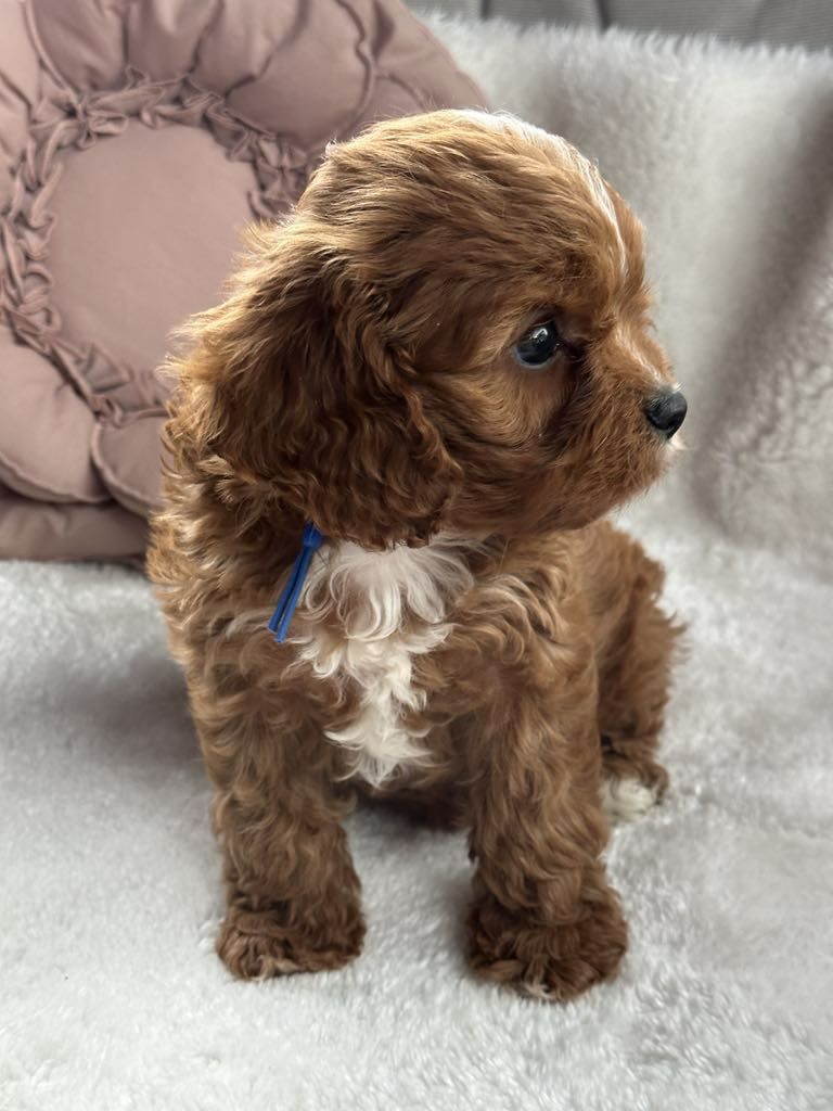 Przepiekny chlopiec Cavapoo