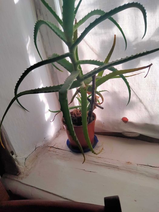 Квіти алое Вера.