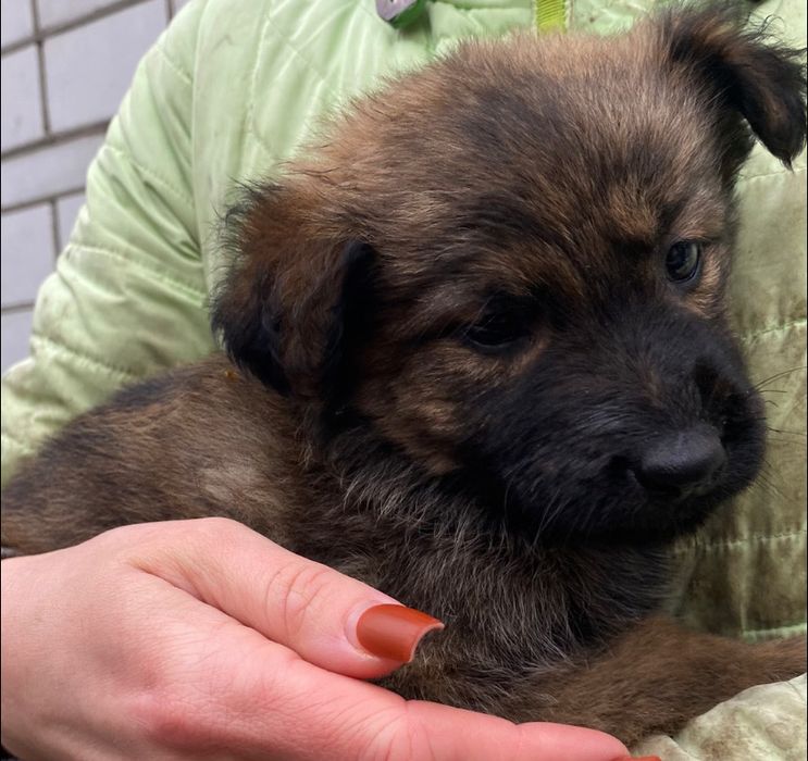 Ласкаві красиві щенята