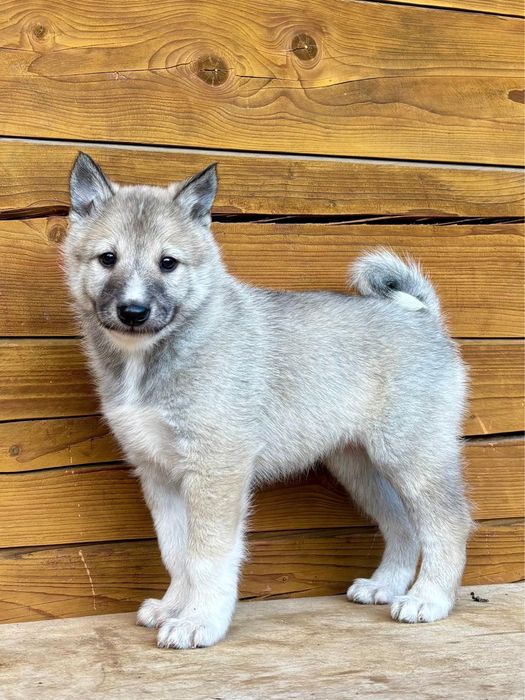 Łajka zachodniosyberyjska suczka