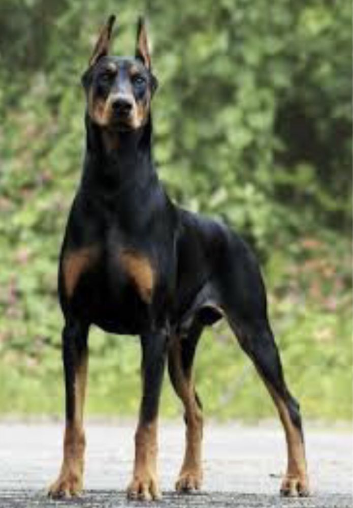Cachorro doberman com 6 semanas