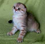 Kotka Szkocka Zwisłoucha PZF WCF , Scottish Fold