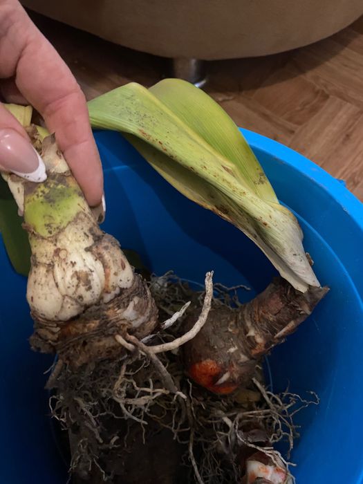 Амариліс Red Lion