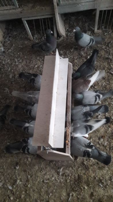 Sprzedam stare gołębie pocztowe po lotach