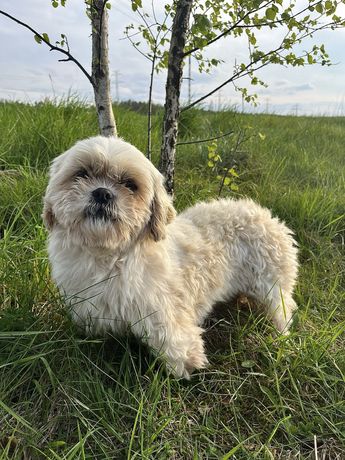 Shih tzu suczka