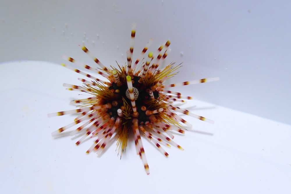 Echinothrix calamaris
