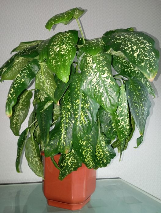 Кімнатні квіти  Дифенбахія (Dieffenbachia)