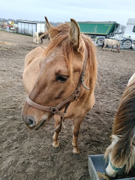 Konik Polski klaczka