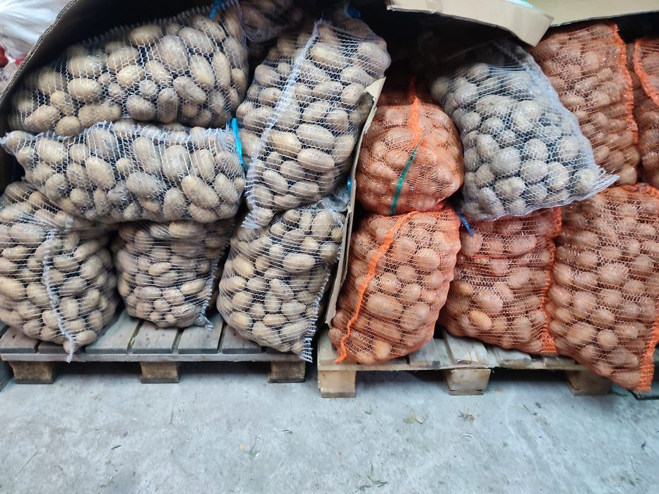 Ziemniaki ekologiczne Sifra, Jurata, Catania