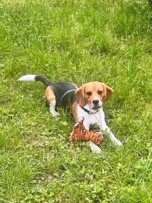 Бігль красень шукає дівчину. В'язка