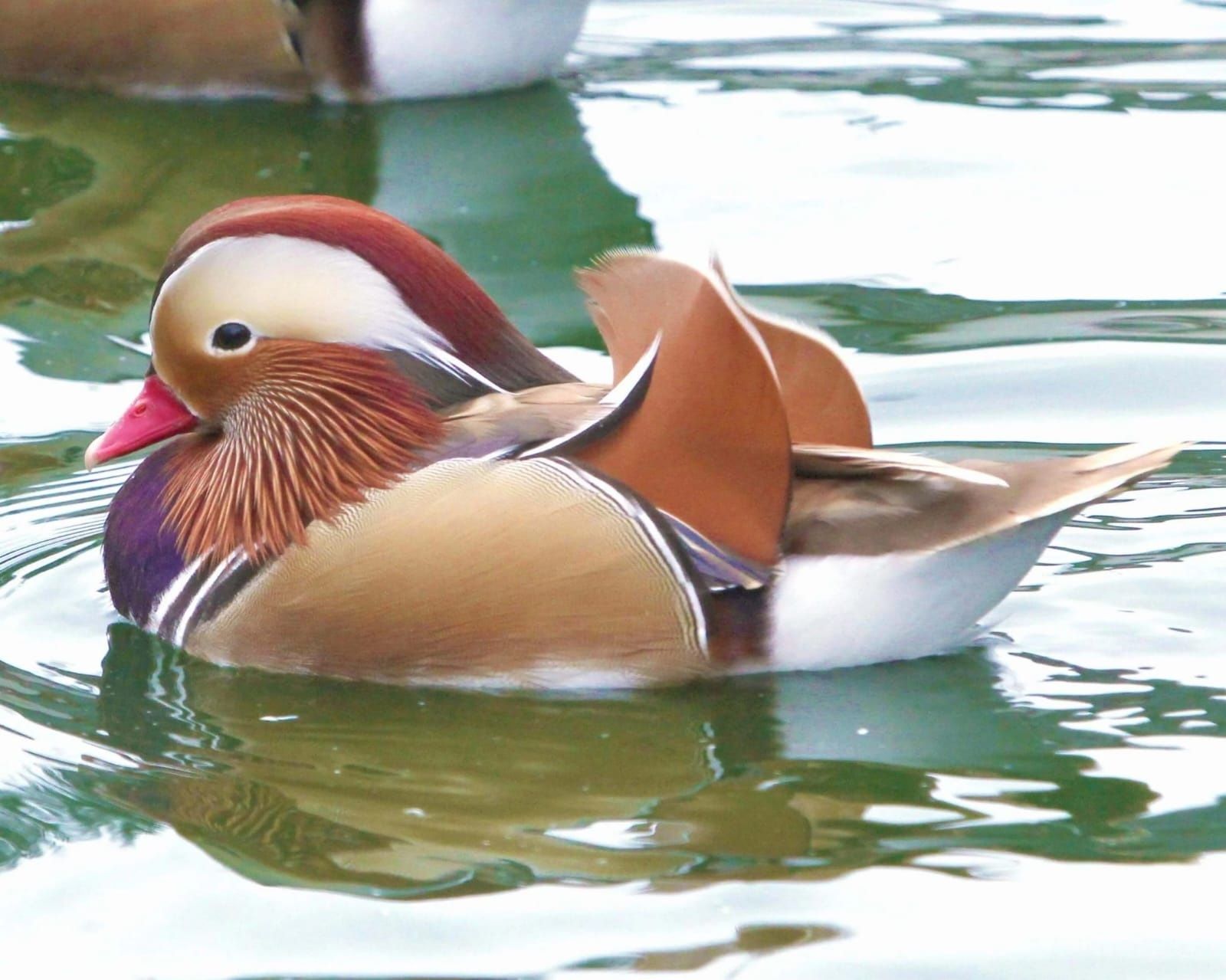 Patos/carolino/mandarim versicolor