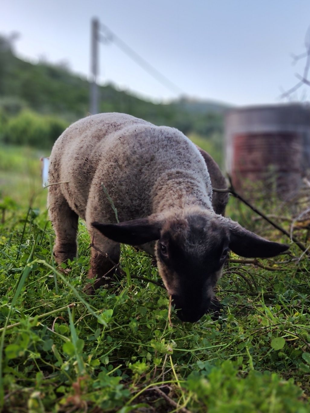 Borrego Suffolk x Border Leicester