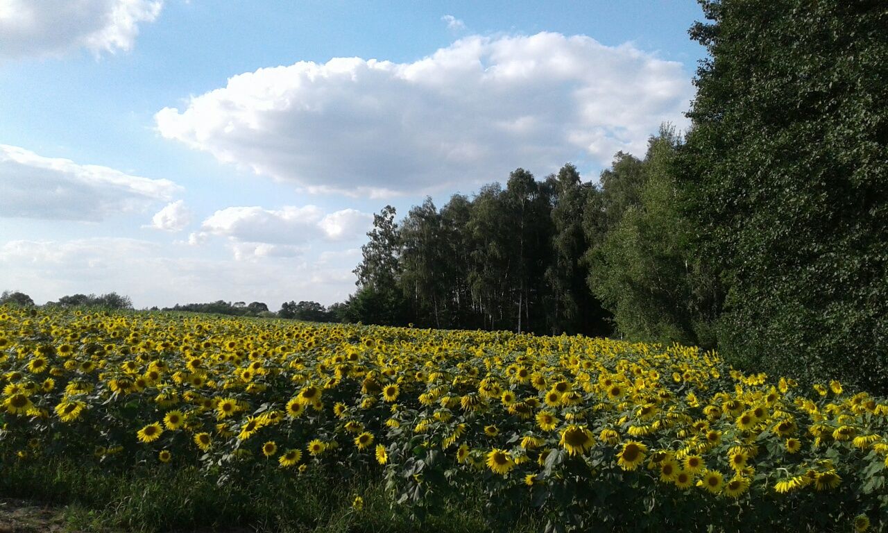 Słonecznik czarny drobny dla ptaków zimujących.