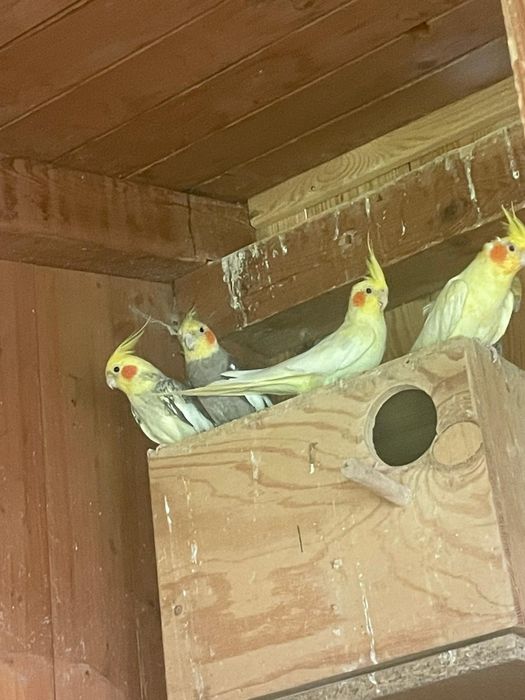 Sprzedam papugi faliste, ryżowce i nimfy