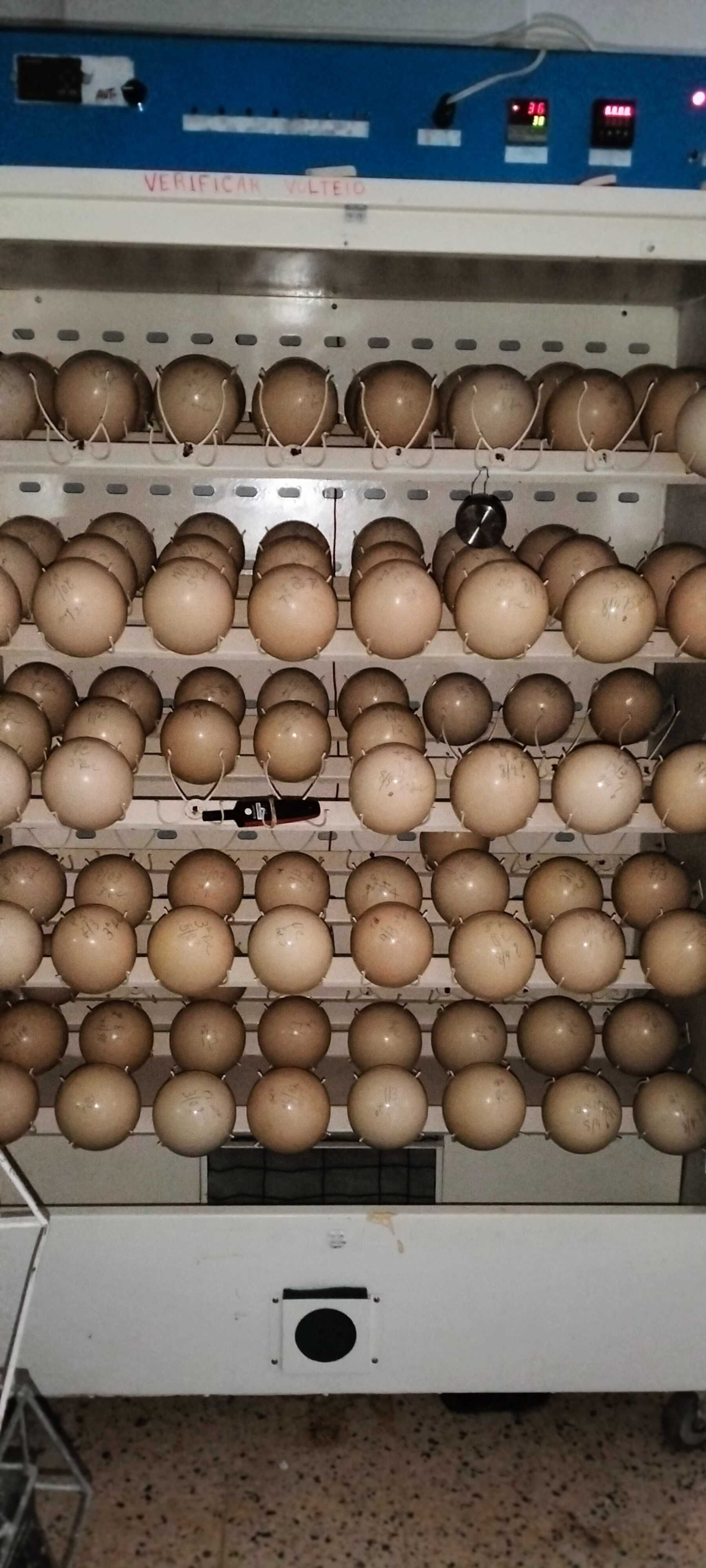 Ovos de avestruz, decoração, artesanato, Bijuteria