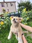 Suczka Akita Inu SWKiPR