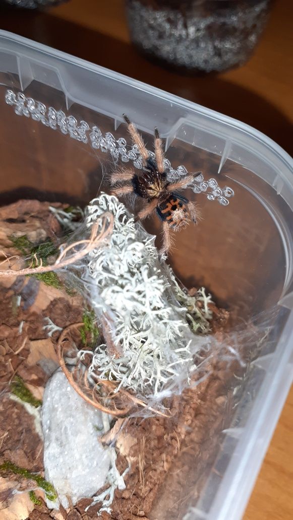 Chromatopelma cyaneopubescens l2 z gotowym pojemnikiem i karaczanami