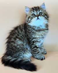 Шотландский длиношерстный красивый котенок.