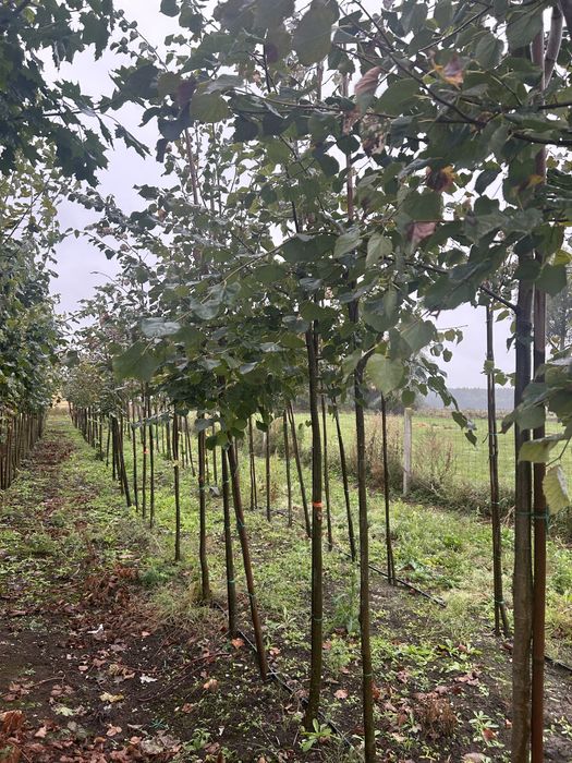 Lipa drobnolistna 8-16