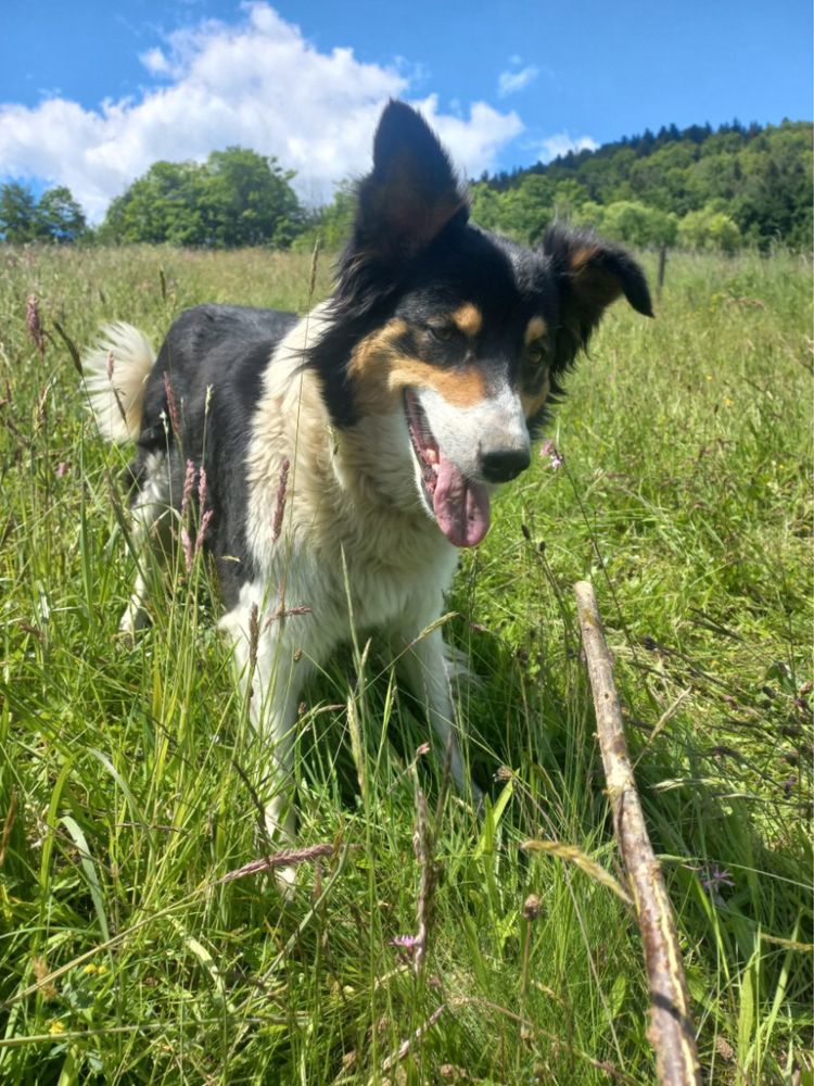 Sprzedam szczeniaka Border Collie