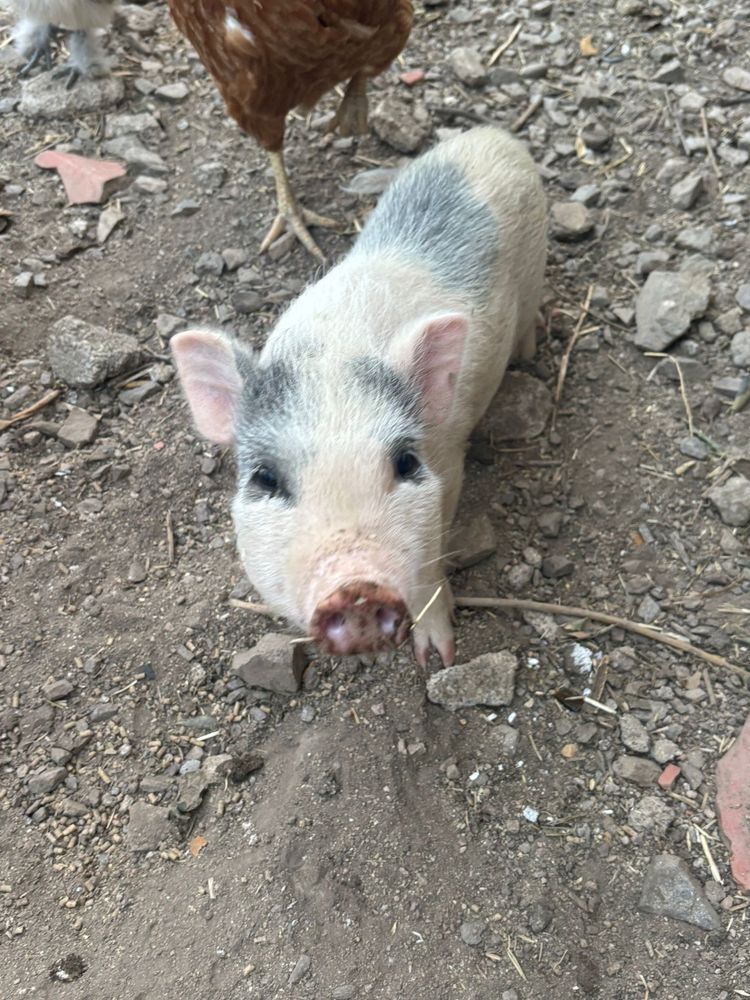 vendo casal de mini pig