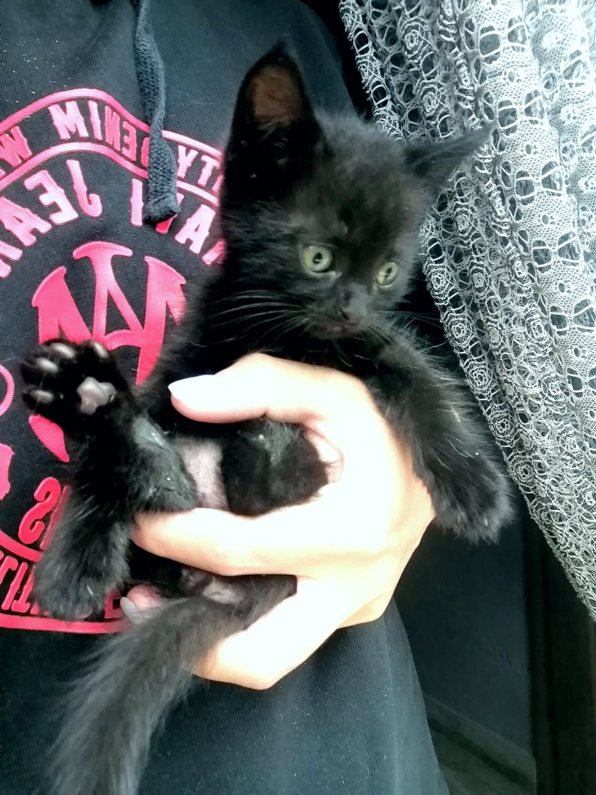 Подарую кошеня. Чорний хлопчик.