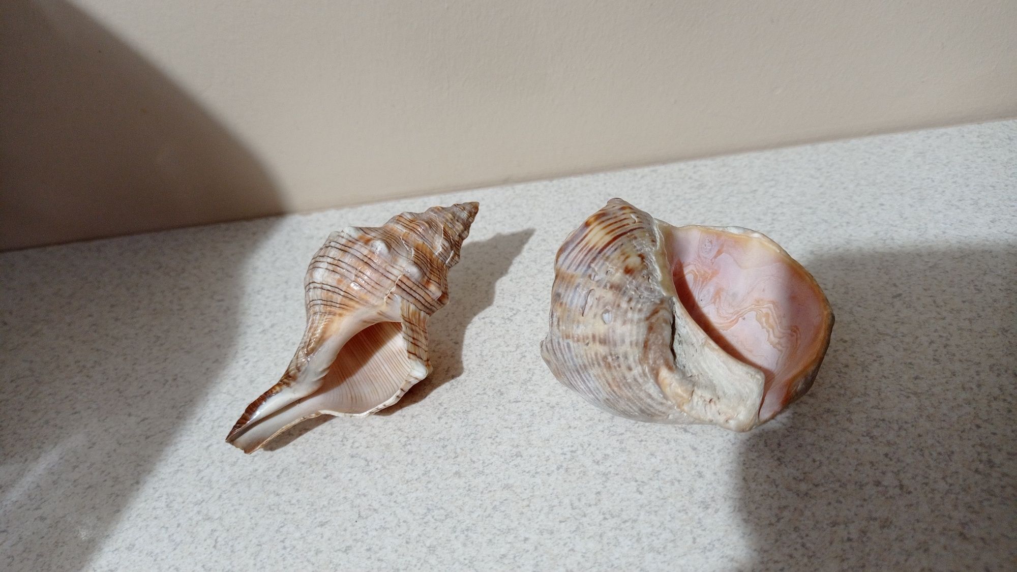 Dwie naturalne muszle po ślimakach morskich