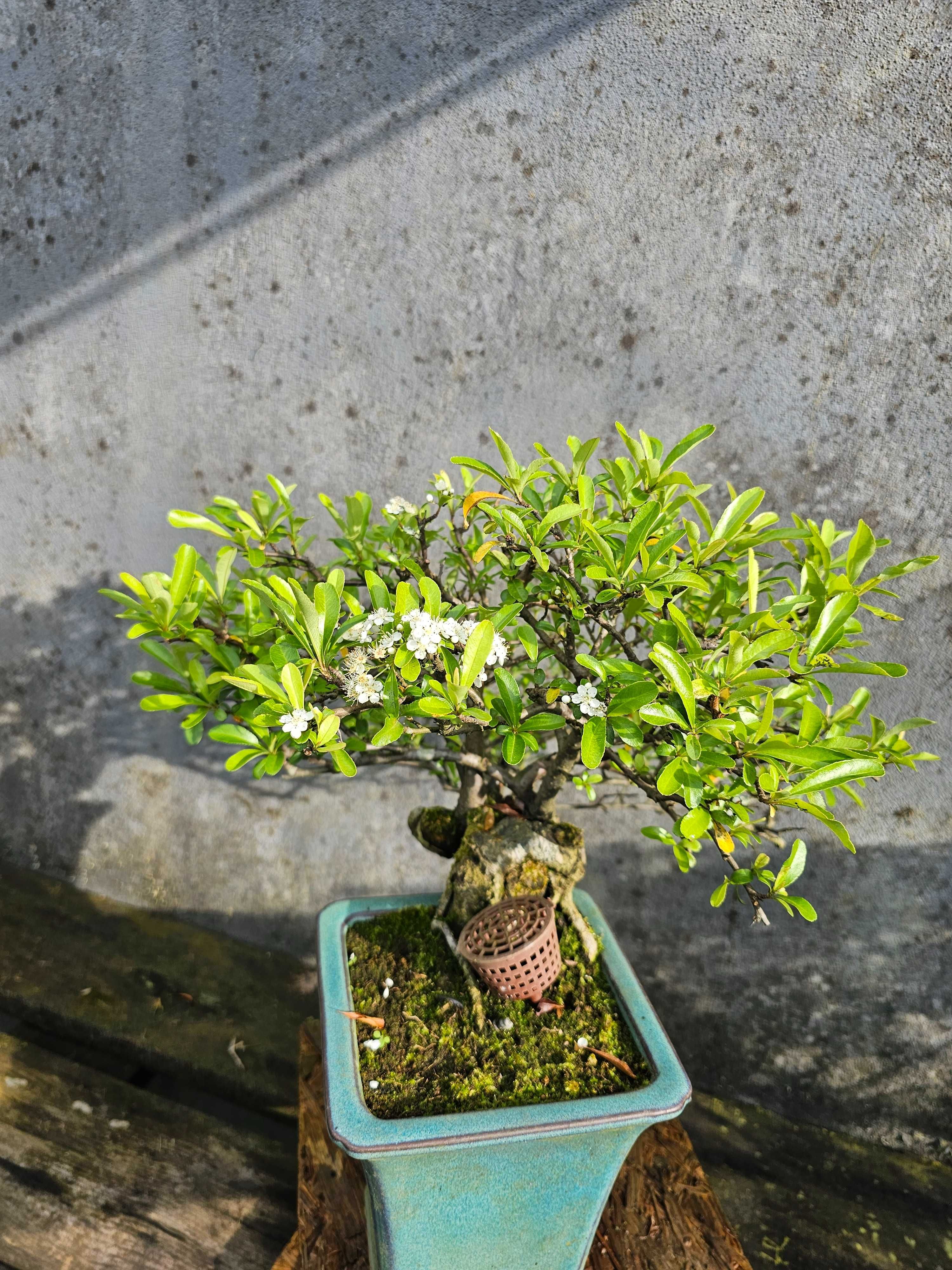 Bonsai pyracantha