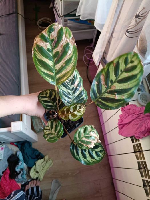 calathea kalathea makoya