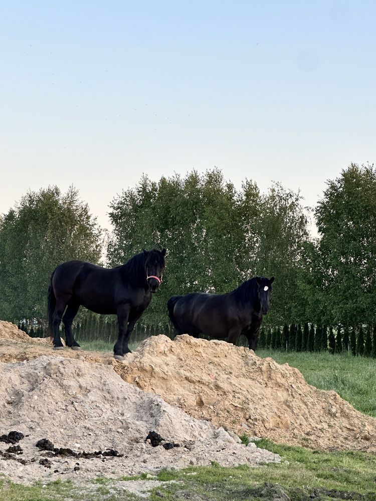 Piękne 2 kobyly  Sztum zimnokrwista