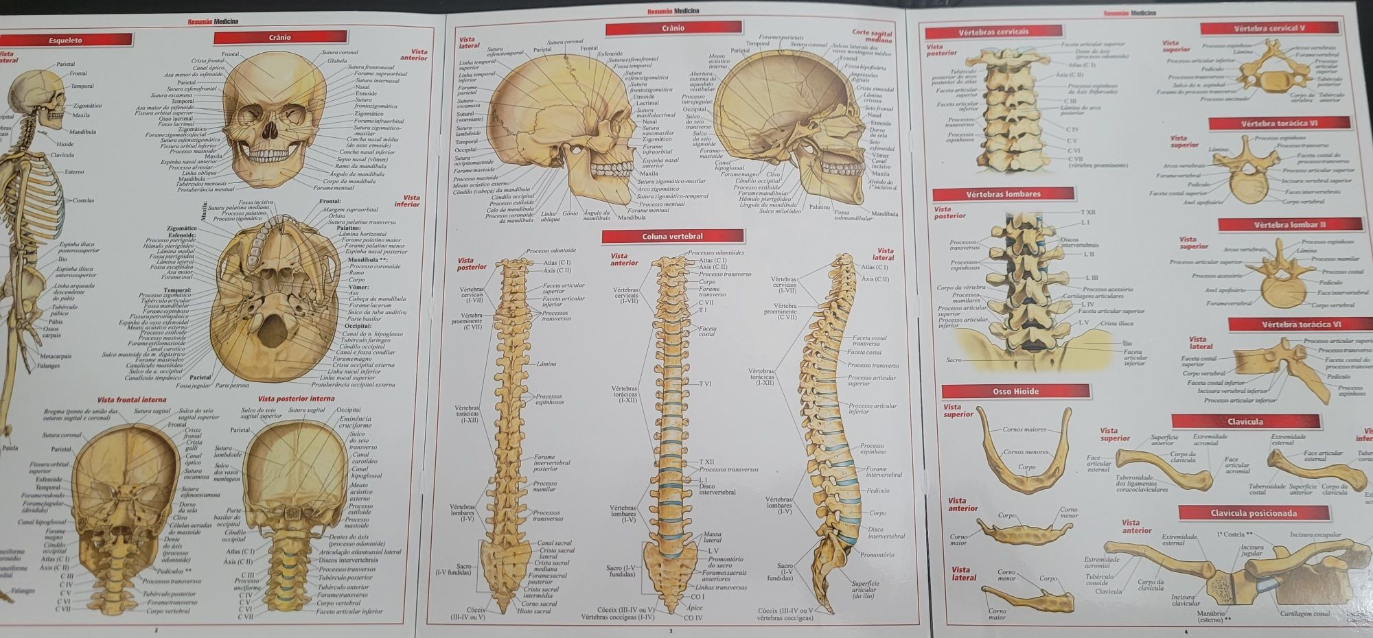 Fichas resumo de Anatomia