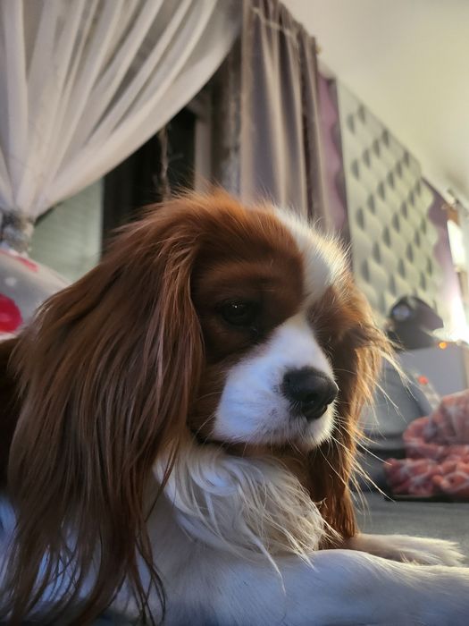 Cavalier king charles spaniel szczeniaczek