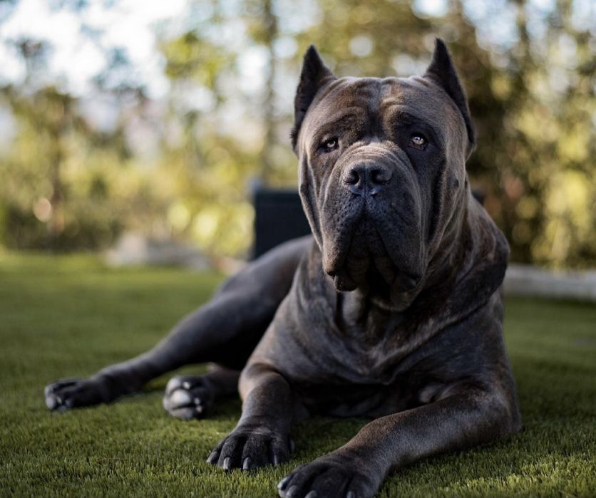 Щеночки Cane corso-Шоу класу сірого окрасу