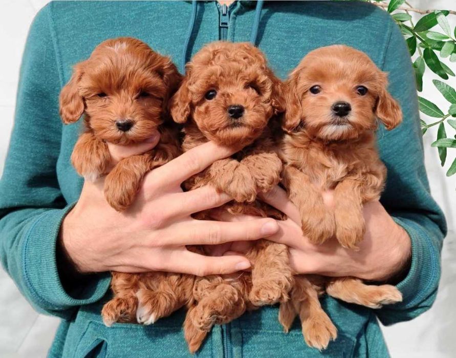 Карамельные девочки мальтипу.