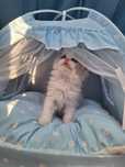 Kocurek  bicolor czuły ragdoll