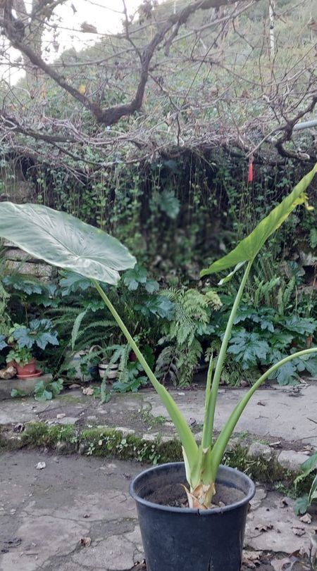 Alocasia 170cm em vaso - Planta de interior e exterior