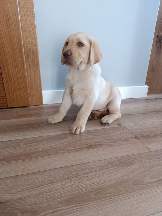 Labrador Retriever biszkoptowy pies