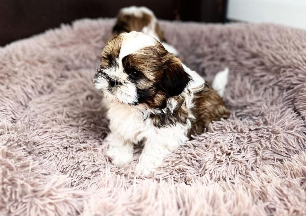 Piekne Shih Tzu.
