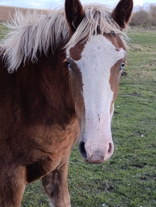 Тварини .Коні.Лошиця