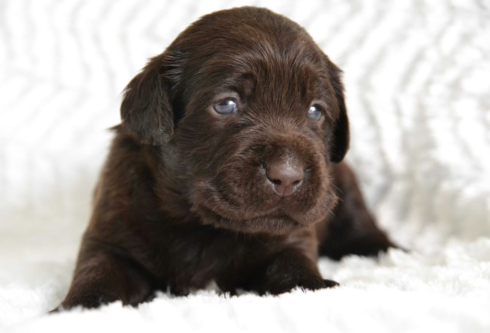 Piękny Szczeniak Labrador Retriever