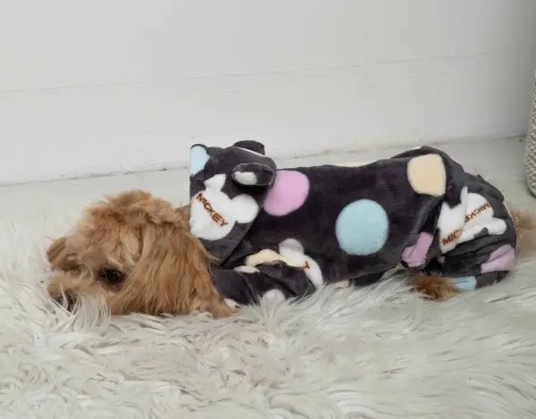 Одяг для собак / махровий костюм